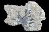 Permian Synapsis (Mycterosaurus) Jaw Section - Oklahoma #77987-1